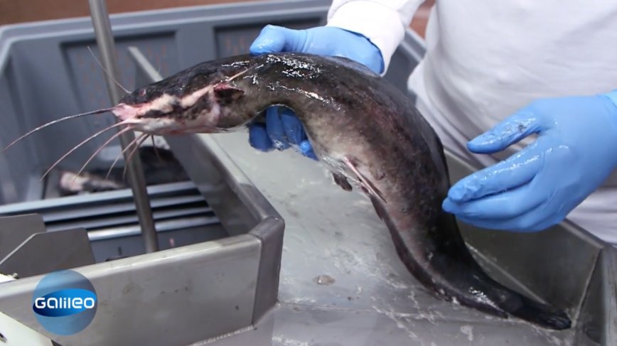 Aquakultur Welszucht - Beitrag auf Pro7